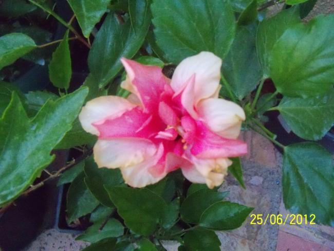 Name:  100_7158.jpg
Views: 462
Size:  43.3 KB