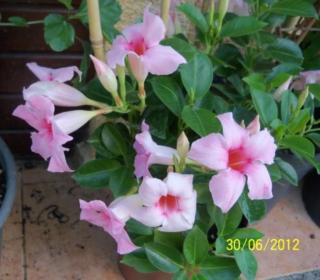 Name:  100_7611.jpg
Views: 485
Size:  51.2 KB