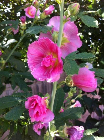 Name:  IMG_2329.jpg
Views: 1089
Size:  43.4 KB