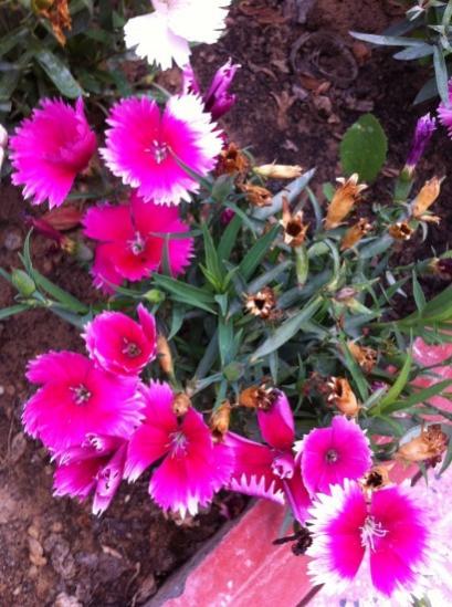 Name:  IMG_2349.jpg
Views: 1091
Size:  49.0 KB
