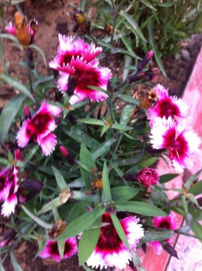 Name:  IMG_2350.jpg
Views: 1067
Size:  45.3 KB