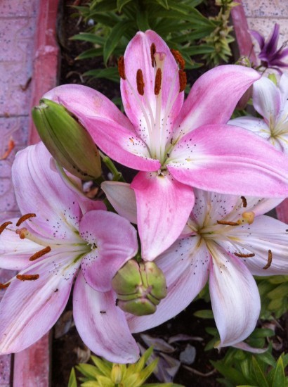 Name:  lilyum.jpg
Views: 1093
Size:  68.1 KB