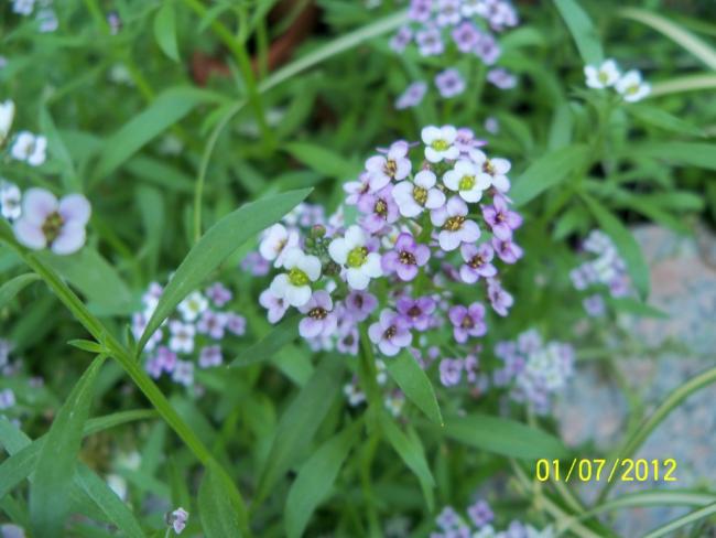 Name:  100_7754.jpg
Views: 461
Size:  42.3 KB