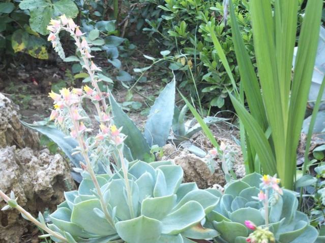 Name:  DSCF3711.jpg
Views: 483
Size:  62.6 KB