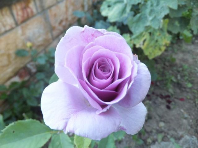 Name:  DSCF3715.jpg
Views: 480
Size:  34.2 KB