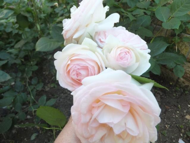 Name:  DSCF3719.jpg
Views: 473
Size:  37.4 KB