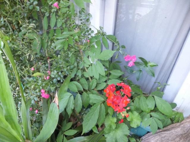 Name:  DSCF3736.jpg
Views: 494
Size:  52.7 KB