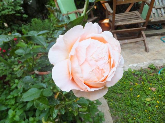 Name:  DSCF3738.jpg
Views: 449
Size:  49.2 KB