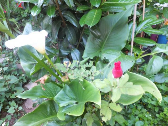 Name:  DSCF3740.jpg
Views: 470
Size:  58.8 KB