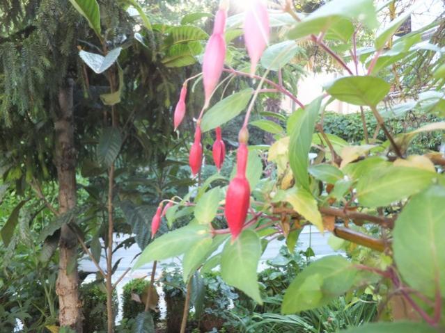 Name:  DSCF3745.jpg
Views: 684
Size:  60.5 KB