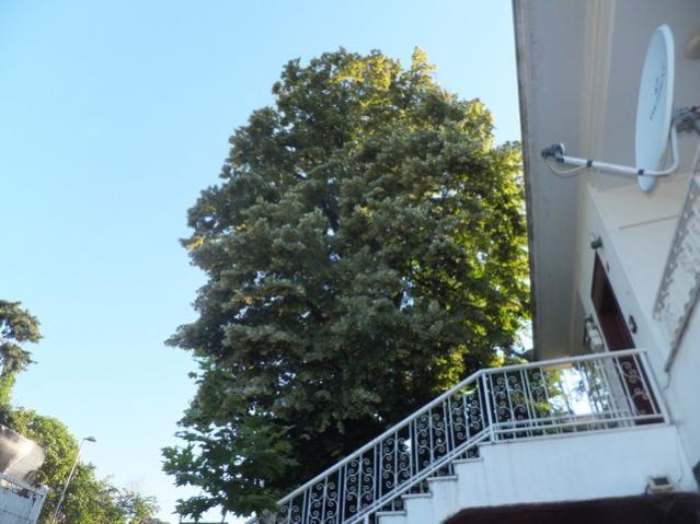 Name:  DSCF3769.jpg
Views: 426
Size:  46.6 KB