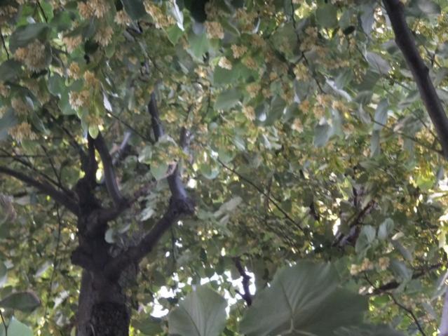 Name:  DSCF3773.jpg
Views: 434
Size:  55.7 KB