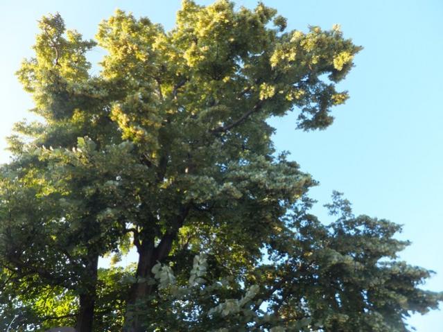 Name:  DSCF3775.jpg
Views: 448
Size:  62.2 KB