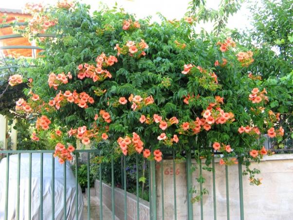 Name:  a.borusu.jpg
Views: 3995
Size:  72.2 KB