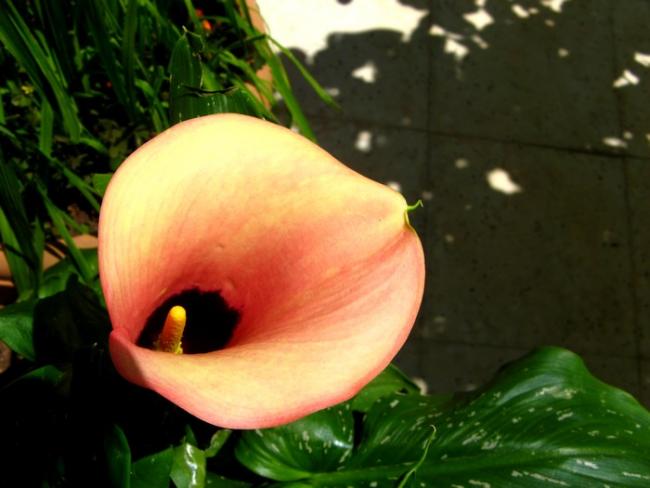 Name:  galla.jpg
Views: 1065
Size:  35.8 KB