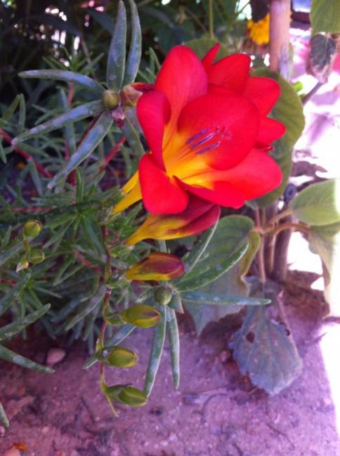 Name:  IMG_2389.jpg
Views: 1168
Size:  47.9 KB