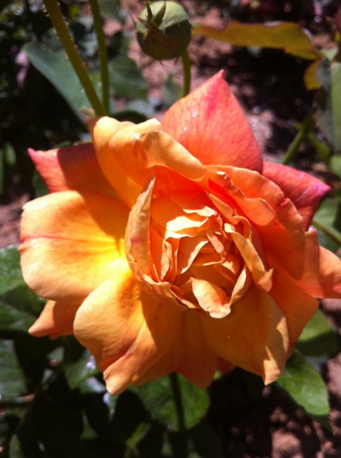 Name:  IMG_2383.jpg
Views: 1138
Size:  68.3 KB