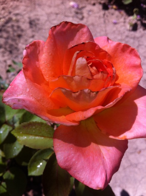 Name:  IMG_2381.jpg
Views: 1134
Size:  66.5 KB