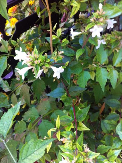 Name:  abelia x grandiflora.jpg
Views: 1140
Size:  62.0 KB