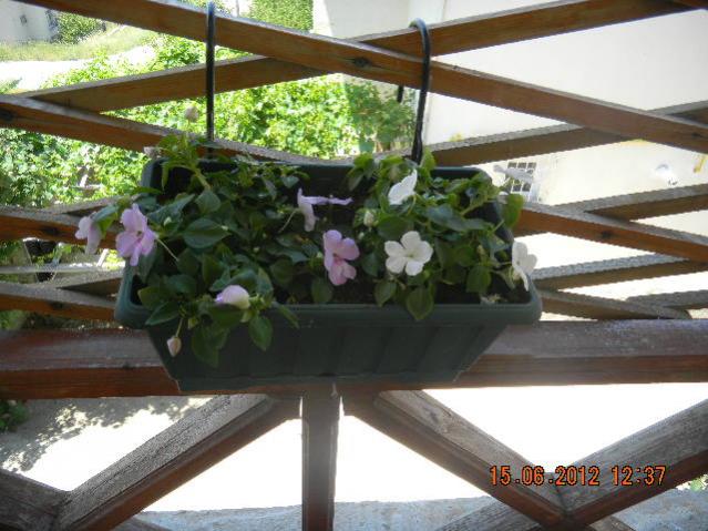 Name:  DSCN1429.jpg
Views: 716
Size:  54.2 KB