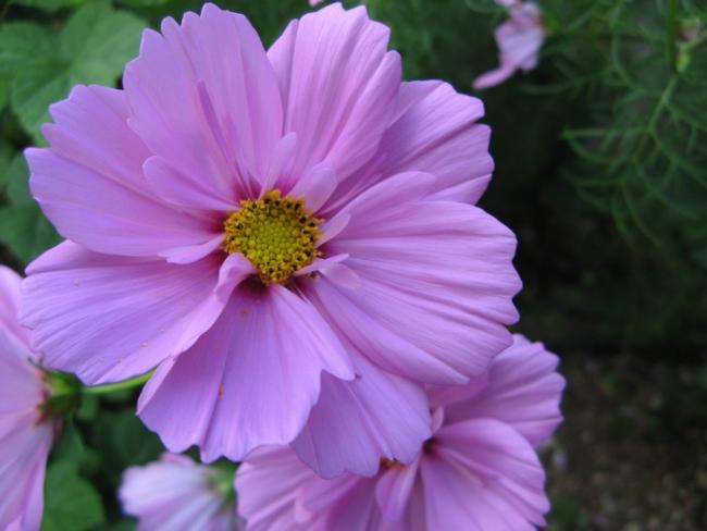 Name:  cossmos.jpg
Views: 1233
Size:  32.5 KB