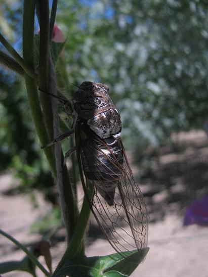 Name:  austos bcei1.JPG
Views: 1071
Size:  39.6 KB