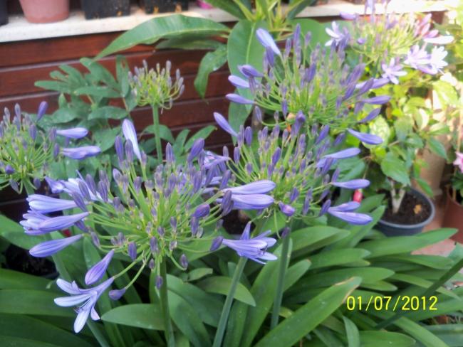 Name:  100_7698.jpg
Views: 446
Size:  57.7 KB