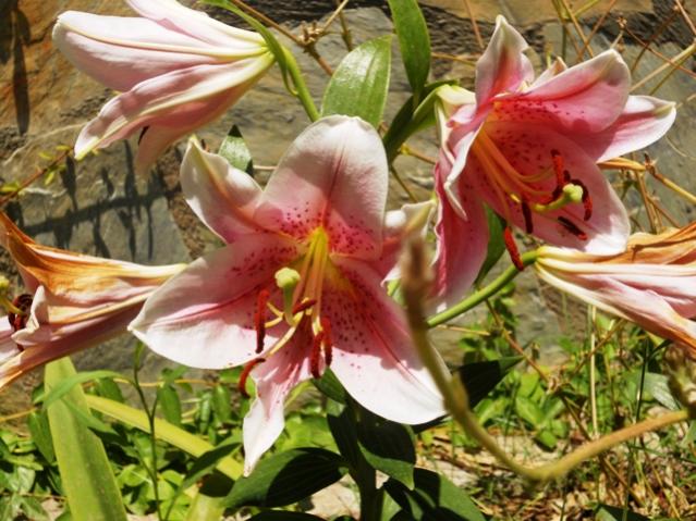 Name:  benekli pembe2.jpg
Views: 435
Size:  62.5 KB