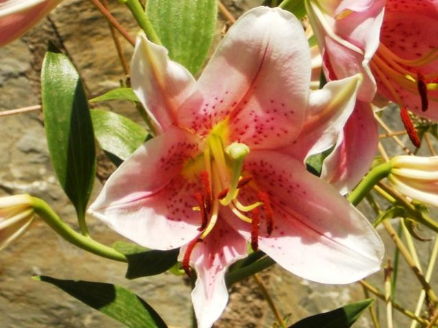 Name:  benekli pembe1.jpg
Views: 444
Size:  48.6 KB