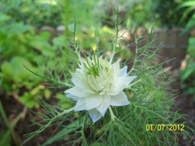 Name:  100_7787.jpg
Views: 434
Size:  45.3 KB