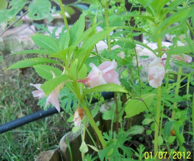 Name:  100_7685.jpg
Views: 421
Size:  60.0 KB
