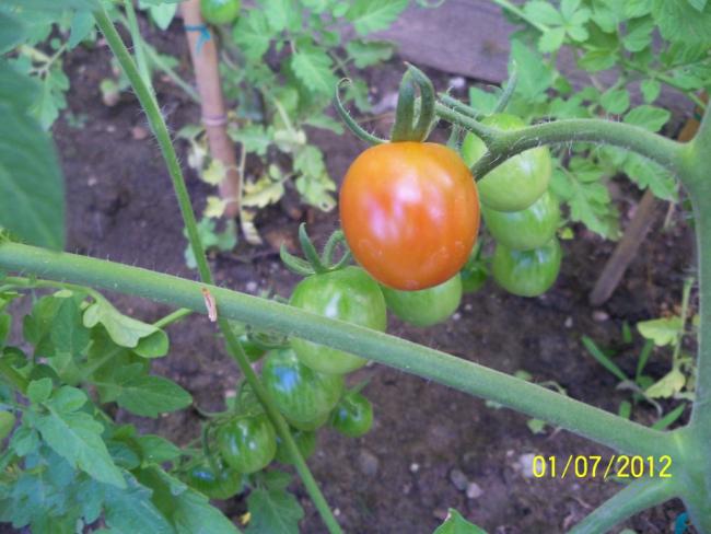 Name:  100_7794.jpg
Views: 413
Size:  46.6 KB