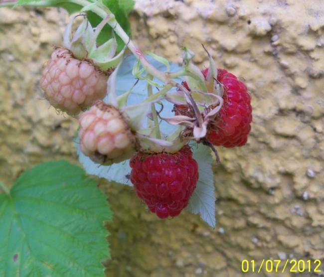 Name:  100_7804.jpg
Views: 394
Size:  44.9 KB