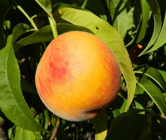 Name:  Resim 036.jpg
Views: 1580
Size:  37.1 KB