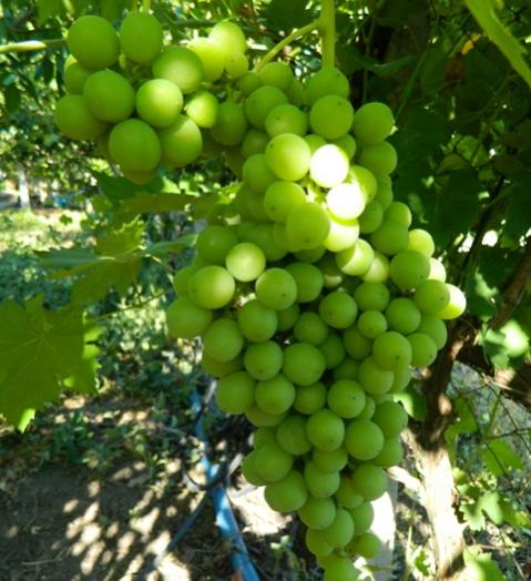Name:  Resim 047.jpg
Views: 1328
Size:  47.1 KB