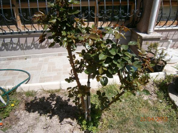 Name:  arkaa.jpg
Views: 5889
Size:  71.8 KB