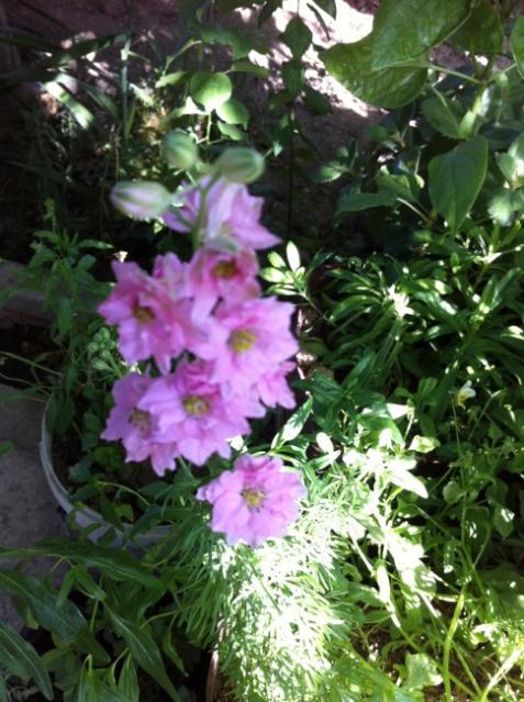 Name:  IMG_2410.jpg
Views: 1195
Size:  62.4 KB