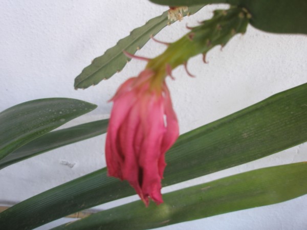Name:  P7030802 (600 x 450).jpg
Views: 956
Size:  44.5 KB