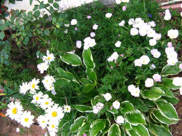 Name:  hosta.jpg
Views: 1202
Size:  72.7 KB
