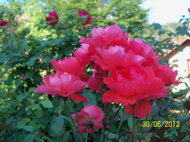 Name:  100_7488.jpg
Views: 785
Size:  51.0 KB