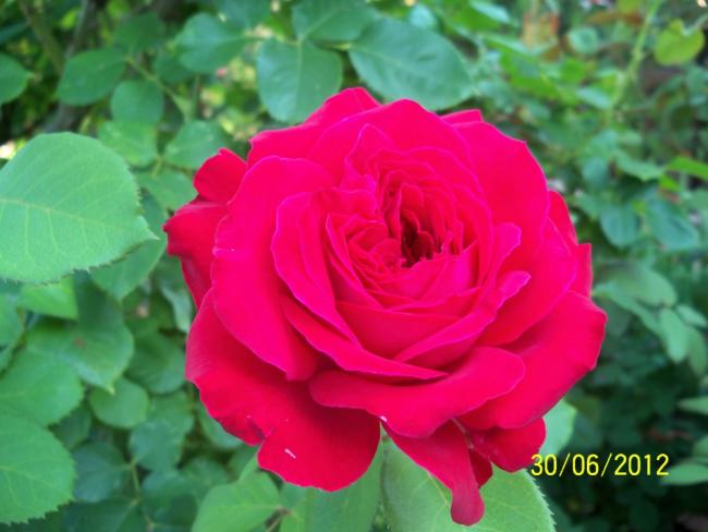 Name:  100_7514.jpg
Views: 837
Size:  36.3 KB