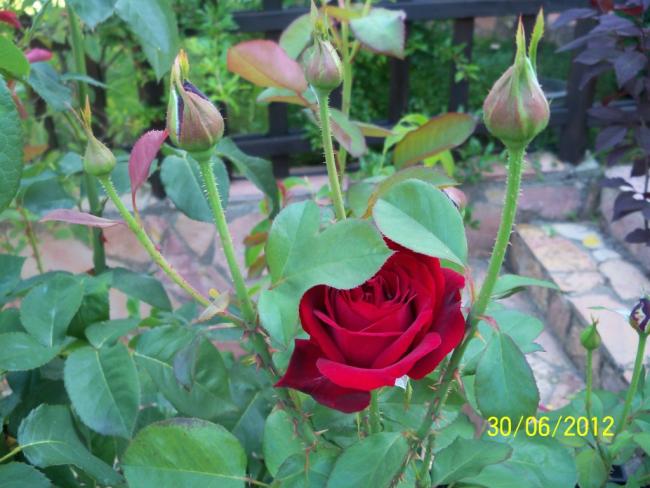 Name:  100_7531.jpg
Views: 761
Size:  51.0 KB