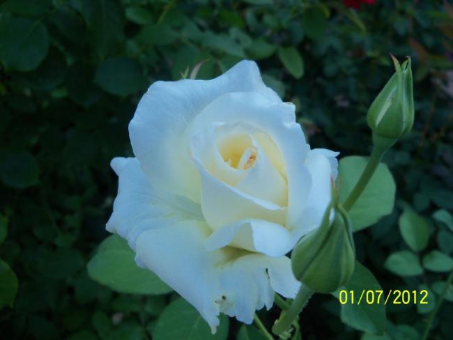 Name:  100_7714.jpg
Views: 822
Size:  27.2 KB