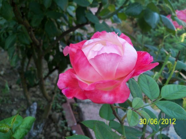 Name:  100_7444.jpg
Views: 801
Size:  40.3 KB