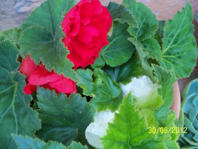 Name:  100_7574.jpg
Views: 793
Size:  47.4 KB