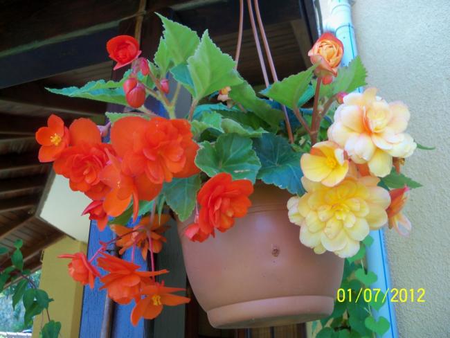 Name:  100_7737.jpg
Views: 759
Size:  45.7 KB