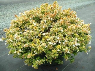 Name:  Bodur-ABELYA-Sari-alacali.jpg
Views: 2250
Size:  40.7 KB
