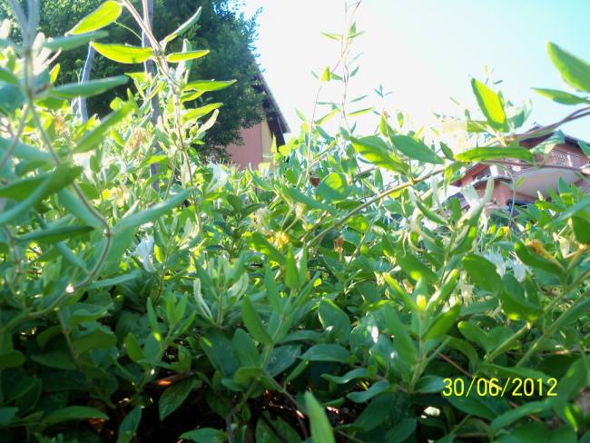 Name:  100_7528.jpg
Views: 722
Size:  67.3 KB