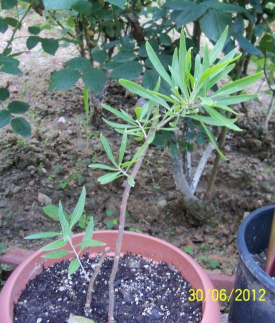 Name:  100_7453.jpg
Views: 716
Size:  75.7 KB