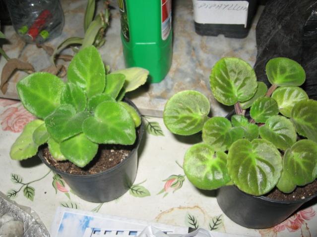 Name:  IMG_2095.jpg
Views: 1026
Size:  47.2 KB